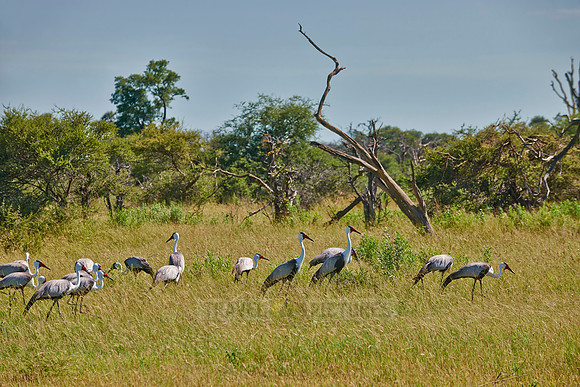 Wattled Crane