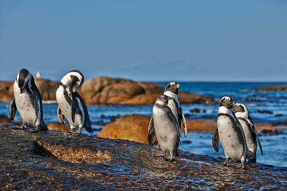African Penguin