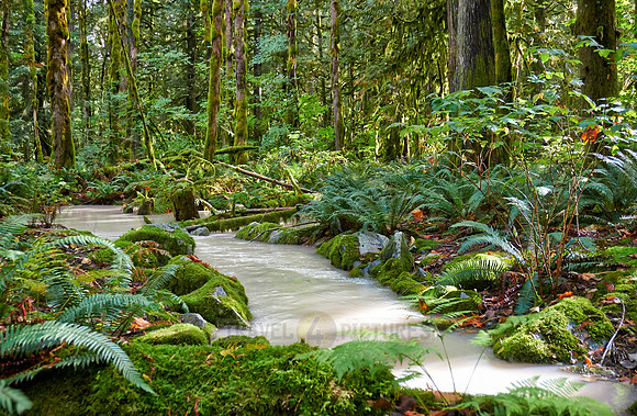 milky river in Great Bear Rainforest