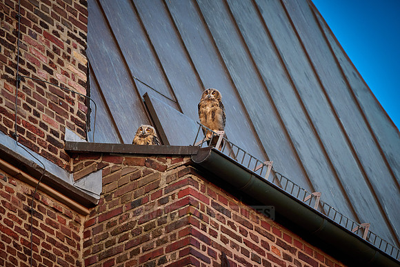 Eurasian eagle-owl (Bubo bubo), two fledglings on a roof