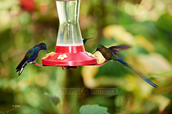 velvet-purple coronet and Long-tailed Sylph Aglaiocercus kingi