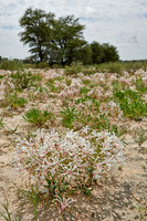 vleilelie, Nerine laticoma