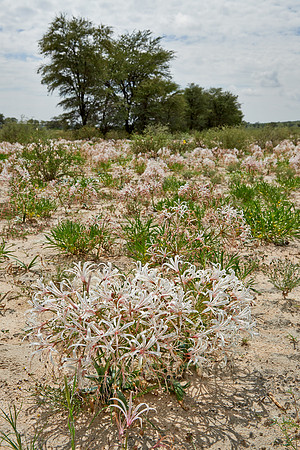 vleilelie, Nerine laticoma