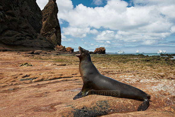 Galapagos Sea Lion