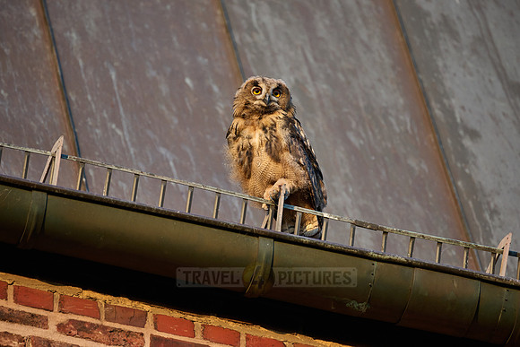 Eurasian eagle-owl (Bubo bubo), fledgling on a roof of a church