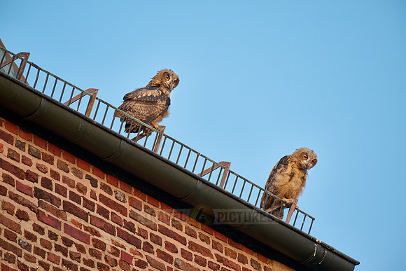Eurasian eagle-owl (Bubo bubo), two fledglings on a roof
