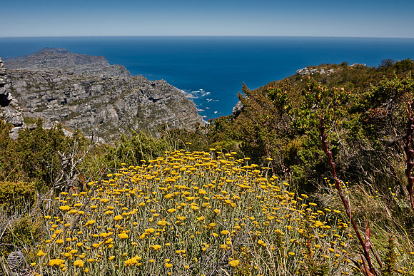 yellow blooming Fynbos