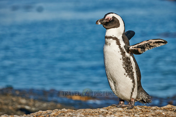 African Penguin