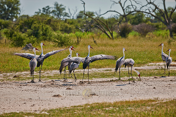 Wattled Crane