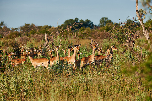 herd of Impalas