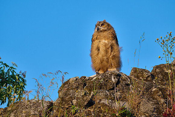 Eurasian eagle-owl (Bubo bubo), fledgling on a rock
