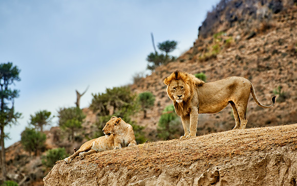mating lions in Ngorongoro crater