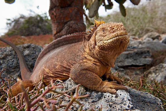 Galapagos Land Iguana