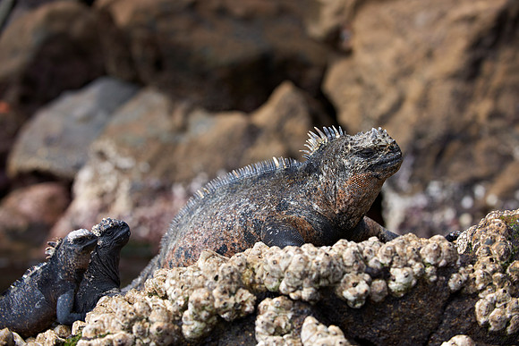 Marine Iguana