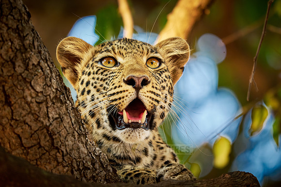 portrait of a young African leopard