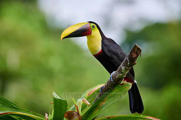 chestnut-mandibled toucan or Swainson's toucan