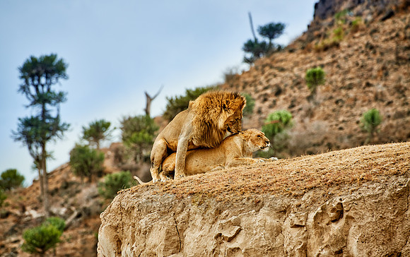 mating lions in Ngorongoro crater