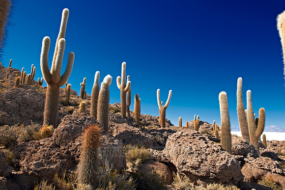 Inkahuasi Island, Salar de Uyuni