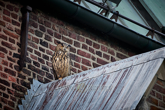 Eurasian eagle-owl (Bubo bubo) on a roof
