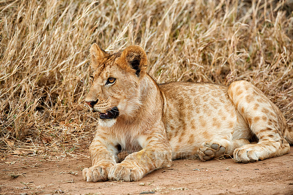 cute ​lion cub
