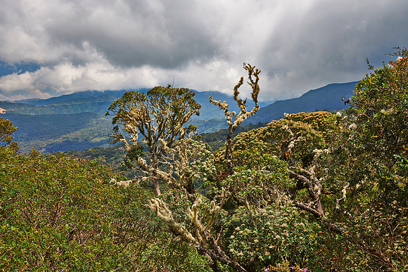 cloud forest of La Siberia