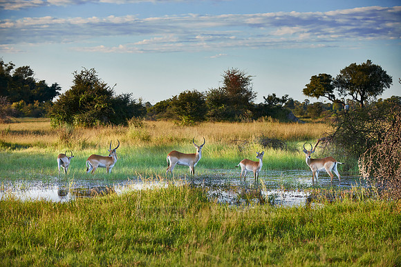 Red lechwe