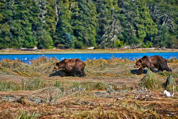 Grizzly bear at Knight Inlet
