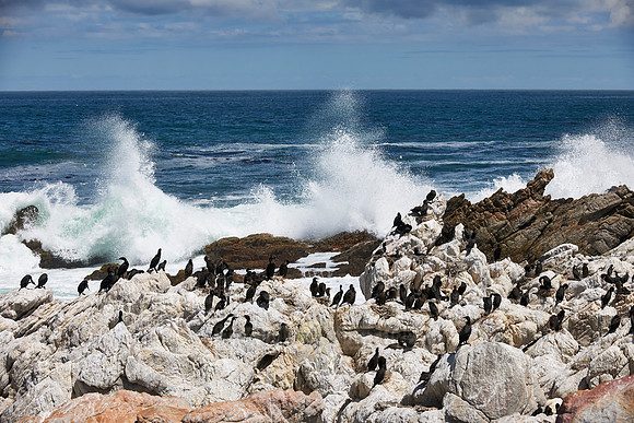 Colony of Cormorant