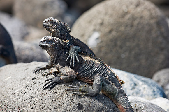 endemic Marine Iguana