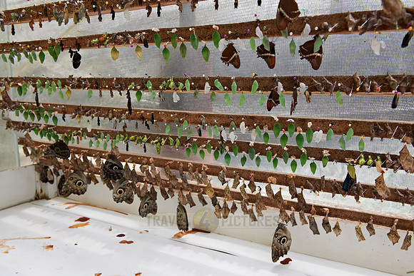 breading station in butterfly farm