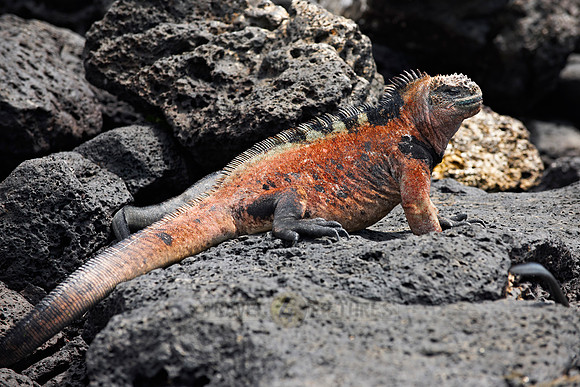 Marine Iguana on cliff
