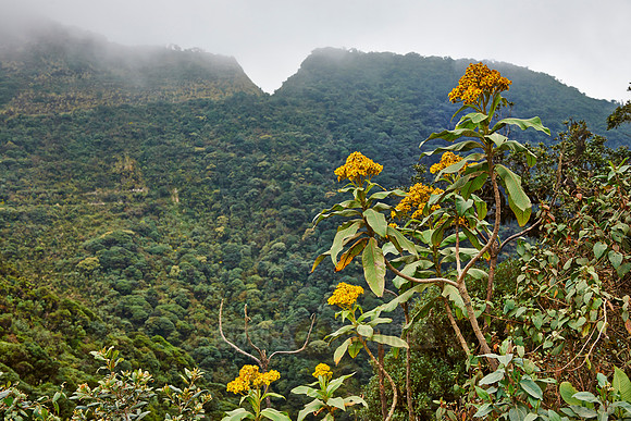 cloud forest of La Siberia