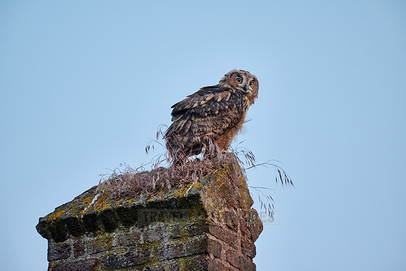 Eurasian eagle-owl (Bubo bubo), fledgling on a roof of a church