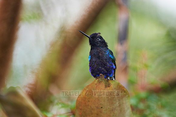 velvet-purple coronet (Boissonneaua jardini)