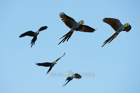 flying Hyacinth Macaws