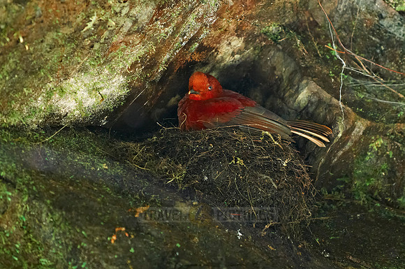 Andean Cock-of-the-rock, Rupicola peruviana
