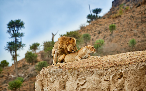 mating lions in Ngorongoro crater