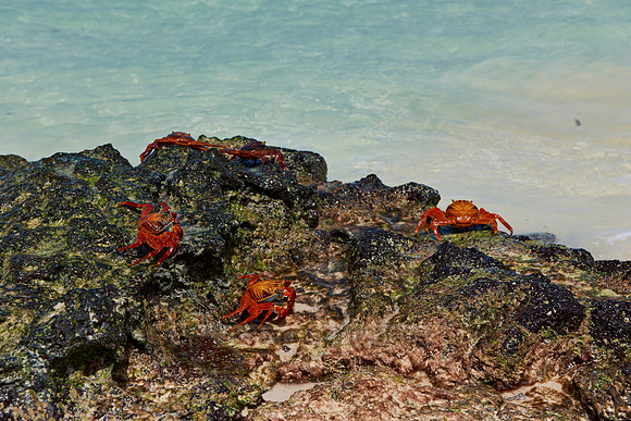 red rock crab, Grapsus grapsus