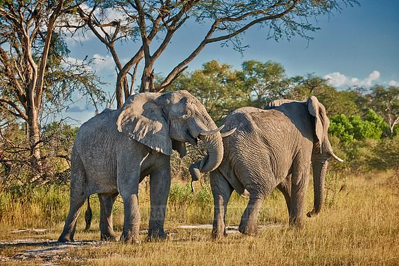 two fighting male African elephants