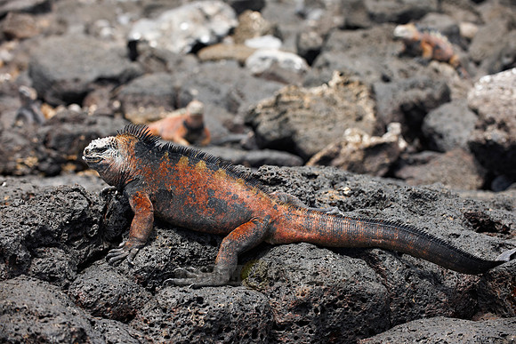 Marine Iguana on cliff
