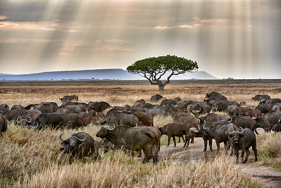 herd of African buffalos at sunset