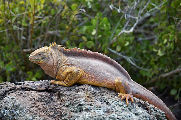 Galapagos Land Iguana