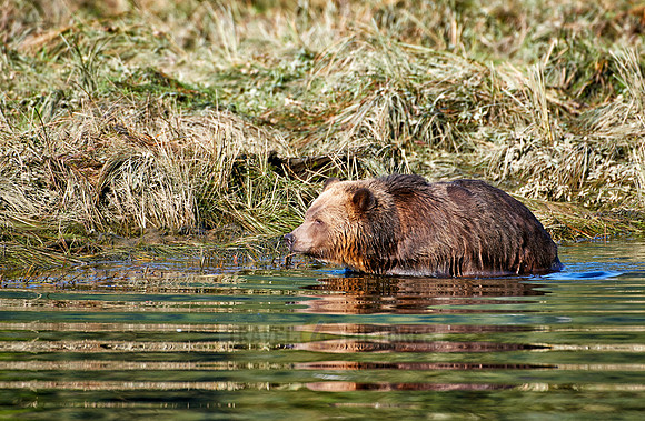 Grizzly bear at Knight Inlet