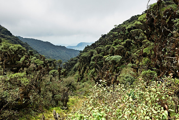 cloud forest of La Siberia