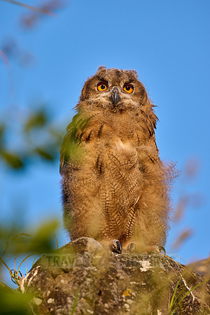 Eurasian eagle-owl (Bubo bubo), fledgling on a rock