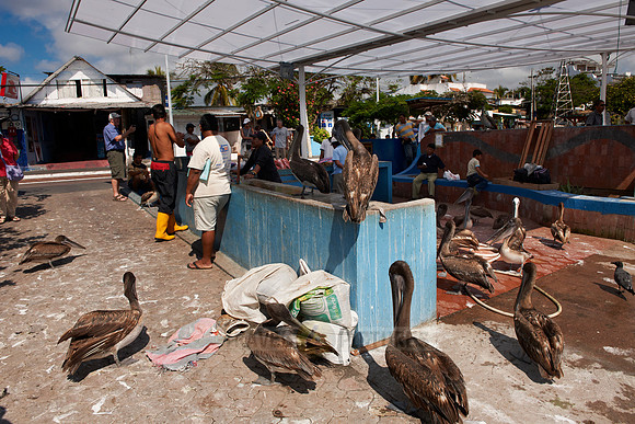 market stalls in fishing harbour of Puerto Ayora