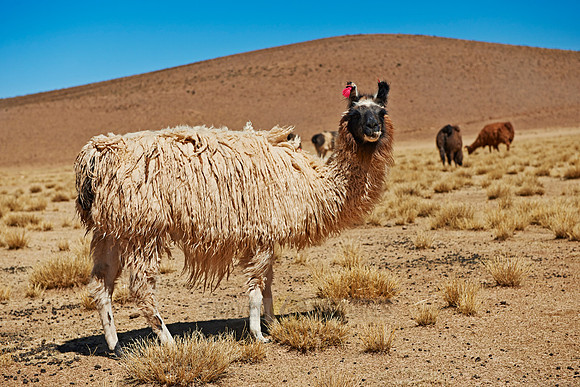 Llama (Lama glama)