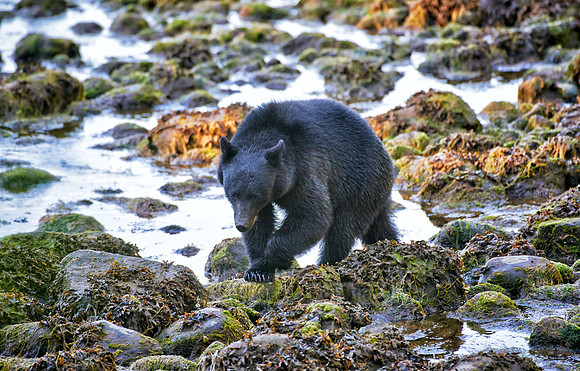 young American black bear