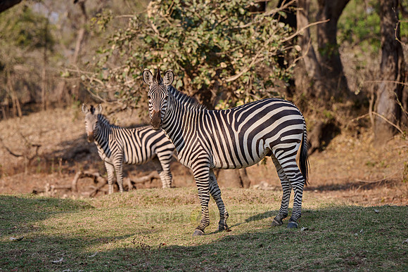 Crawshay’s zebra (Equus quagga crawshayi)
