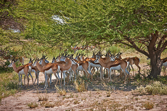 Springbok